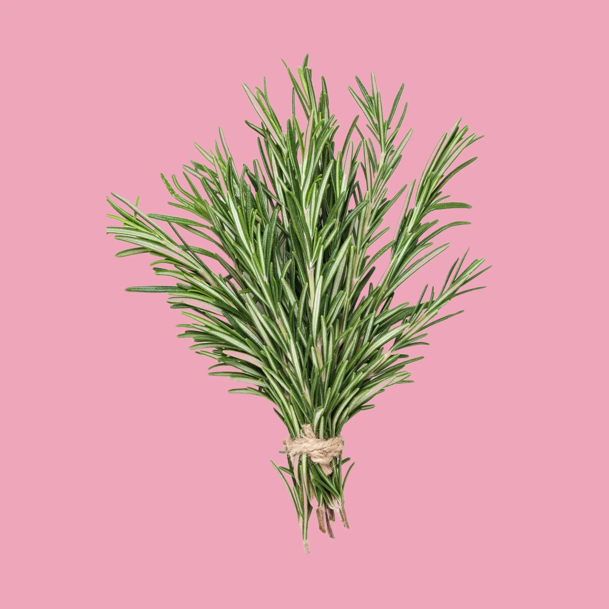 Korean Rosemary Skincare. Invigorate & purify your skin with Korean rosemary-infused cleansers, toners & serums. Shop for balancing & stimulating formulas.