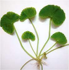 Centella Asiatica