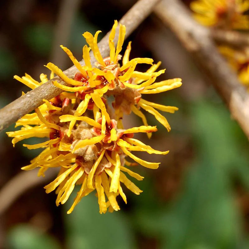 Witch Hazel