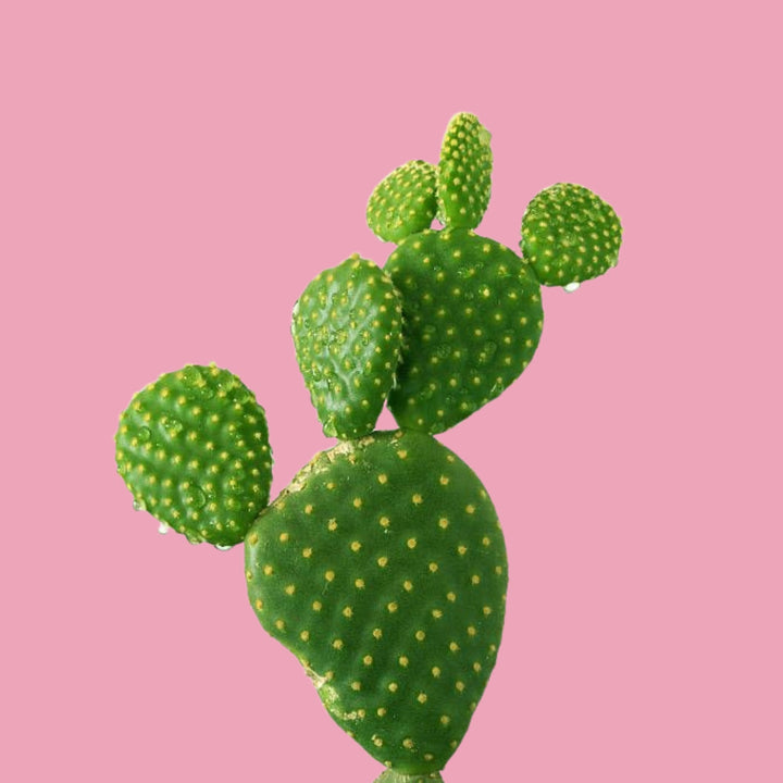 korean skincare and beauty Cactus