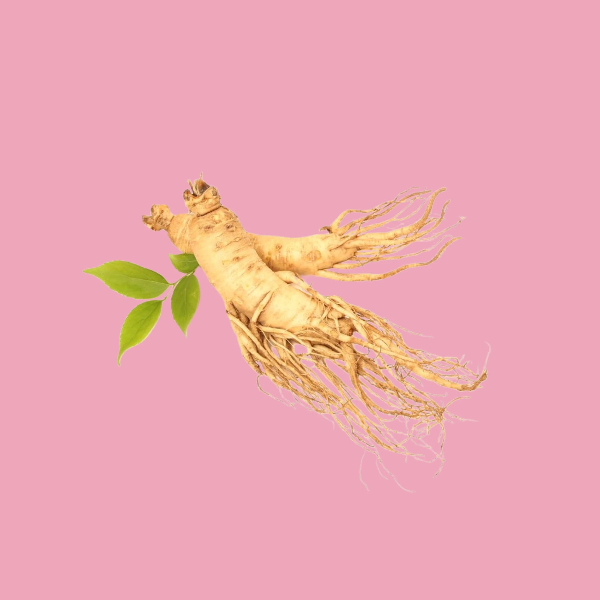 Ginseng korean skincare and beauty